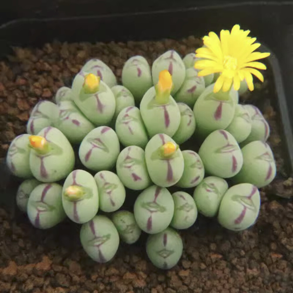 5CM Succulent Plant Conophytum Maughanii Aizoaceae (more than 20 Heads)Beautiful
