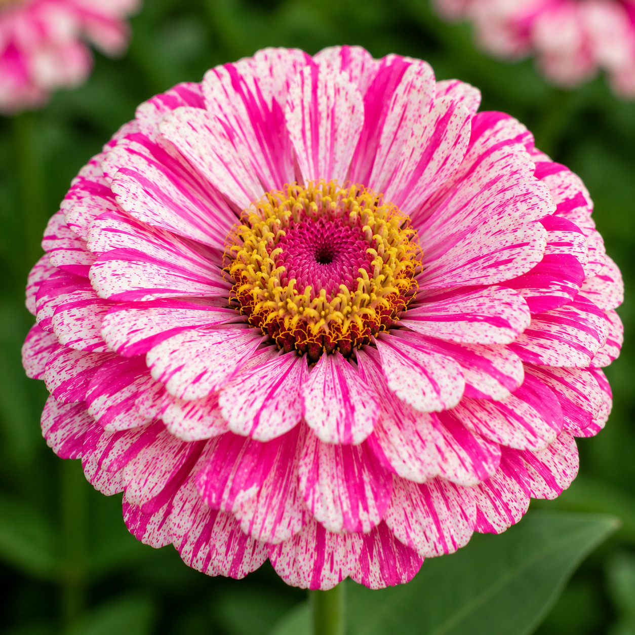 Bon Bon Mix Zinnia Seeds Candy Striped Heirloom Cut Flower Annual
