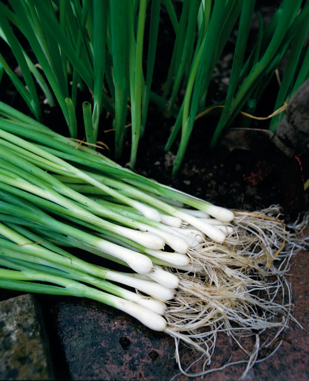 White Lisbon Bunching Onion Seeds, Scallions, NON-GMO, Heirloom, FREE SHIPPING