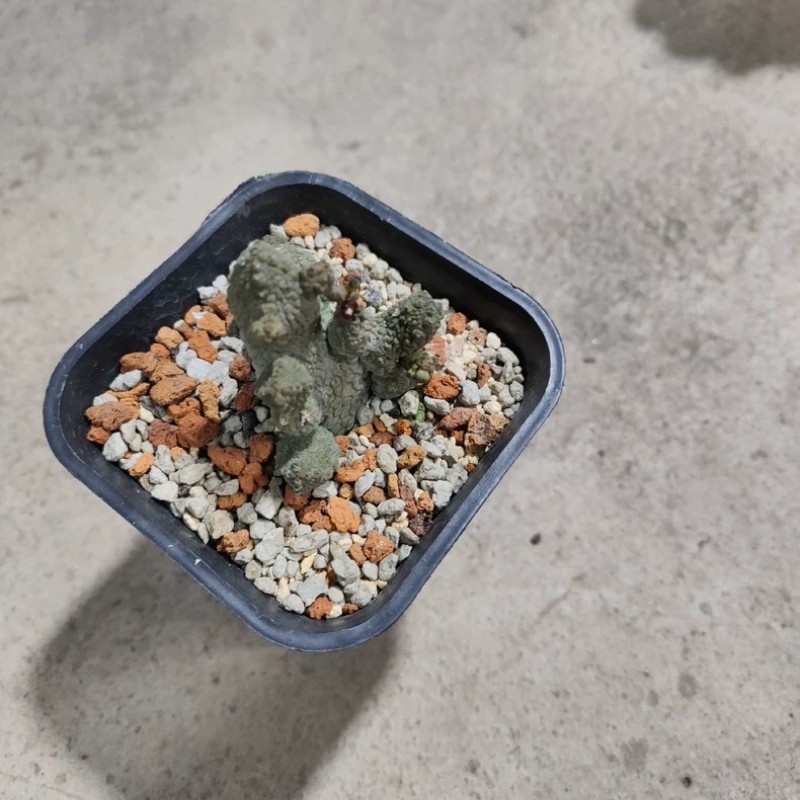 4-5CM Succulent Cactus Plant Pseudolithos Caput-Viperae（Multi-Heads）Apocynaceae.