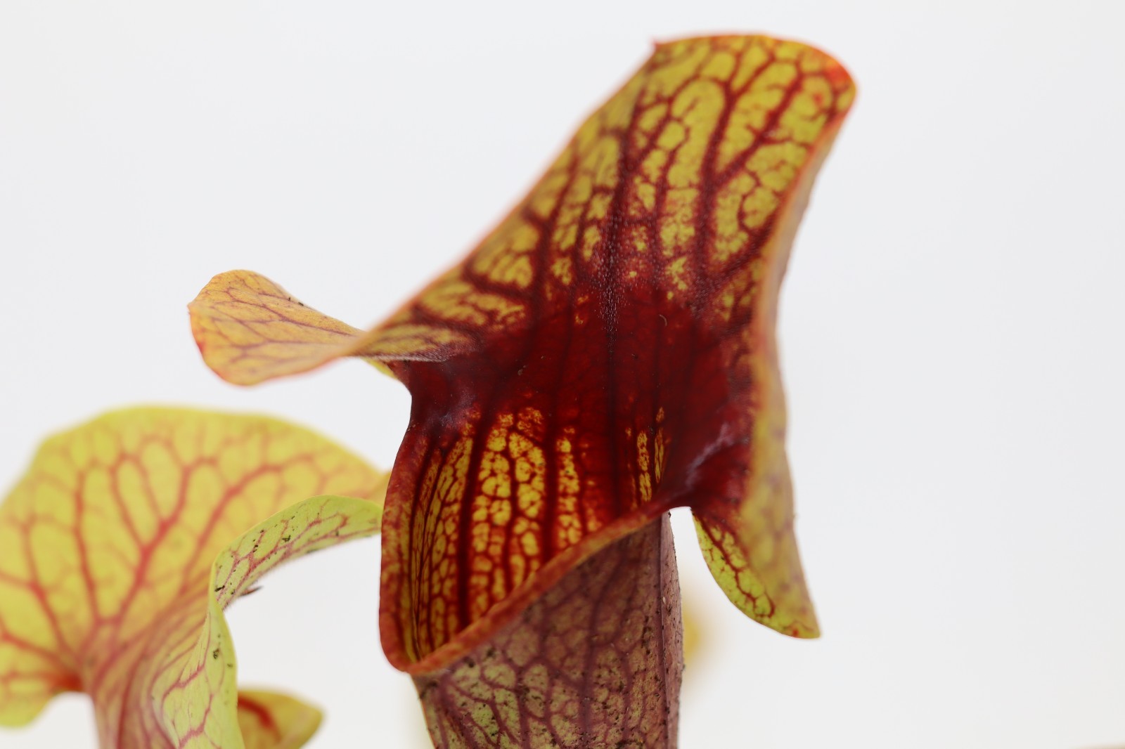 Sarracenia – Unknown Catesbaei