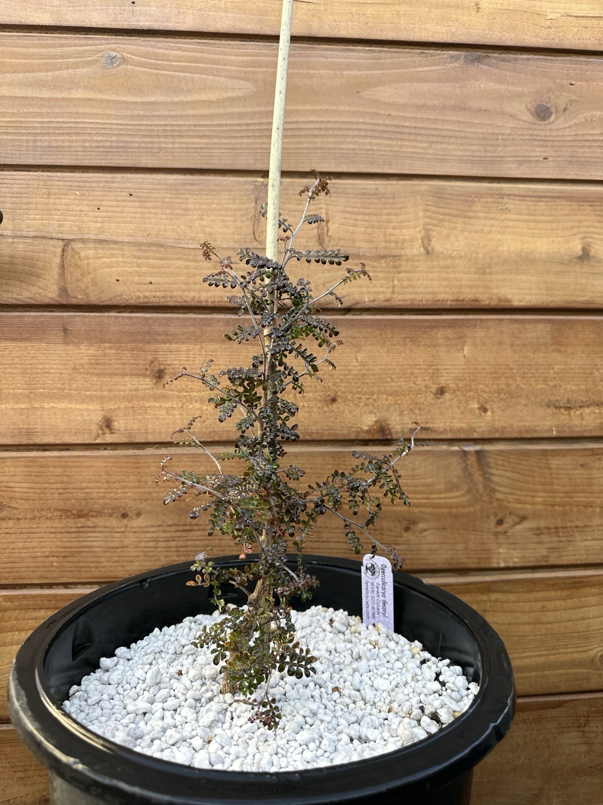 Operculicarya decaryi – Madagascar Elephant Tree – 3 years old