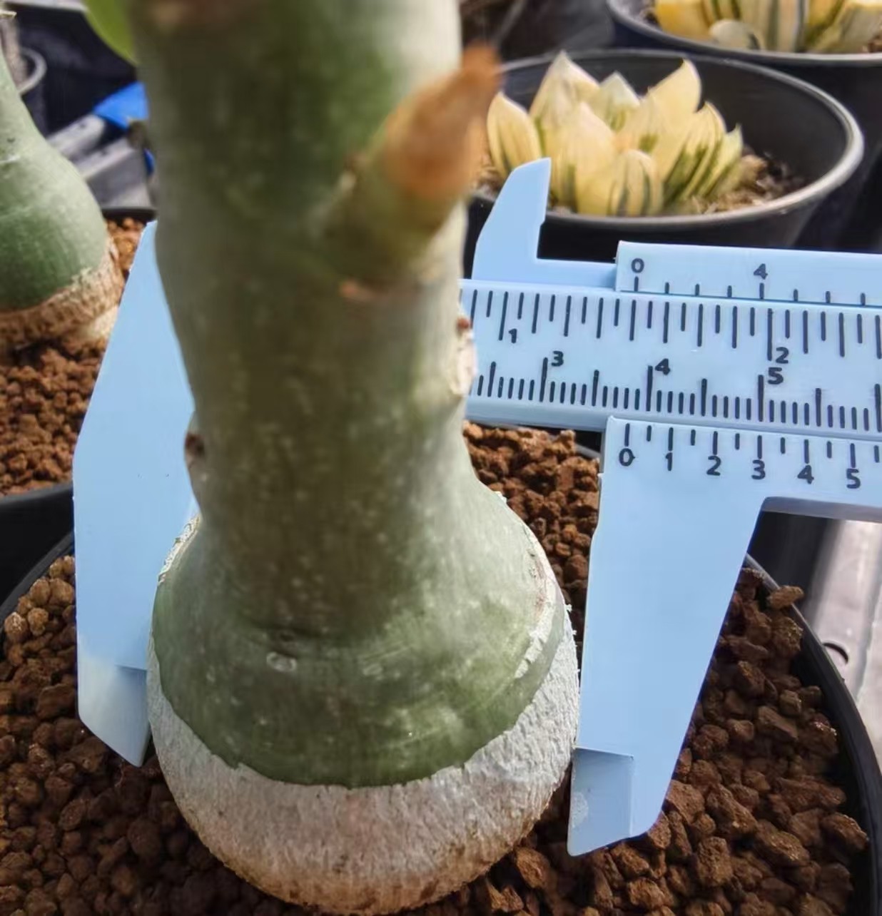 Adenia glauca rarsucculent cactus Boutique Feature