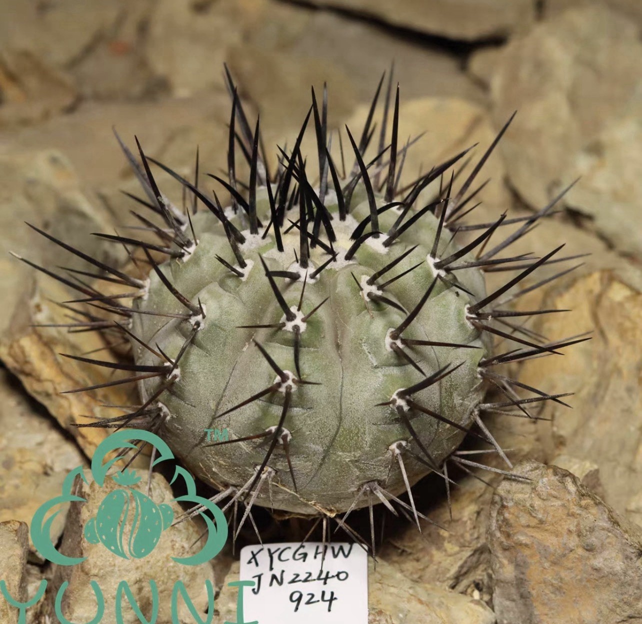 1pc Self‑rooted Copiapoa Black King Ball choose one out of two#924#1041 6cm6.6cm