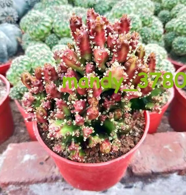 Euphorbiaceae Juss.cactus Succulent potted Home Garden Bonsai plants 8CM
