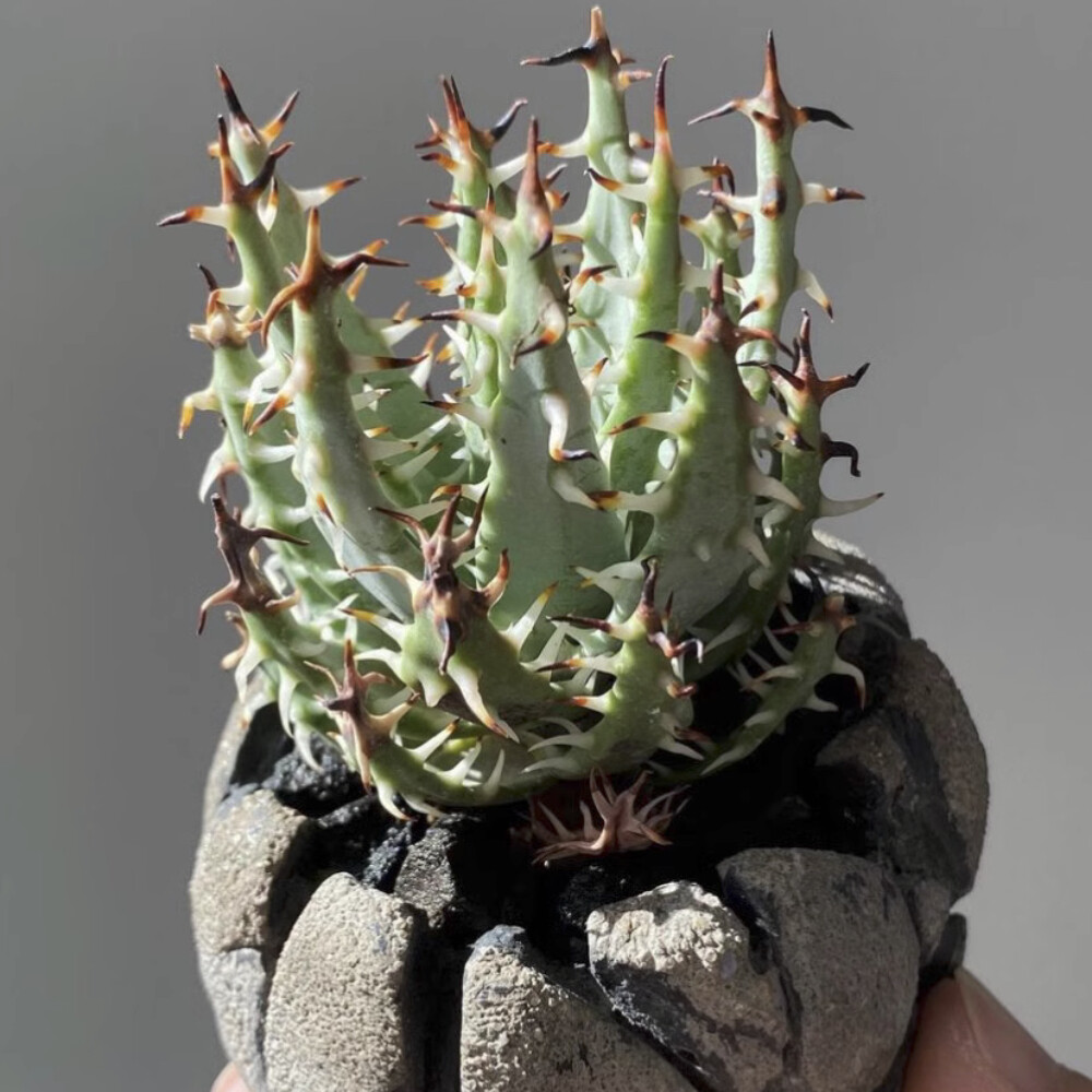 5CM Succulent Aloe Plant Aloe Erinacea Liliaceae Home Garden Beautiful Plant
