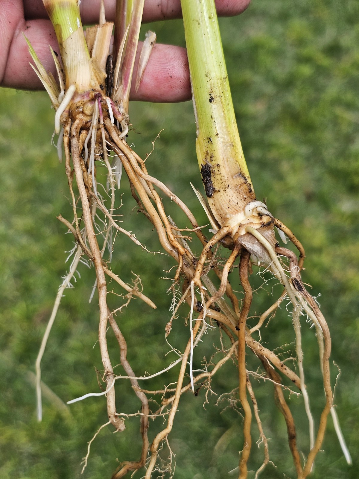 Vetiver live plant for EROSION CONTROL