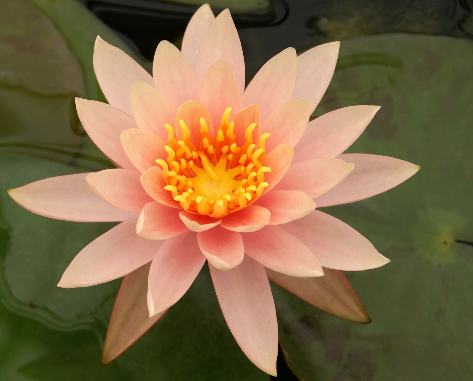 RED Live Hardy Water Lily Tubers Aquatic Pond Plants Lilies