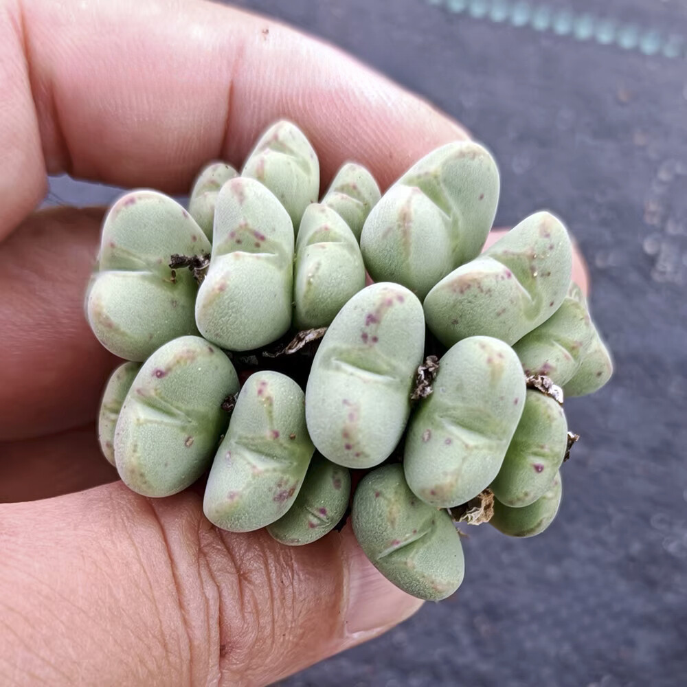 5CM Succulent Plant Conophytum Maughanii Aizoaceae (more than 20 Heads)Beautiful