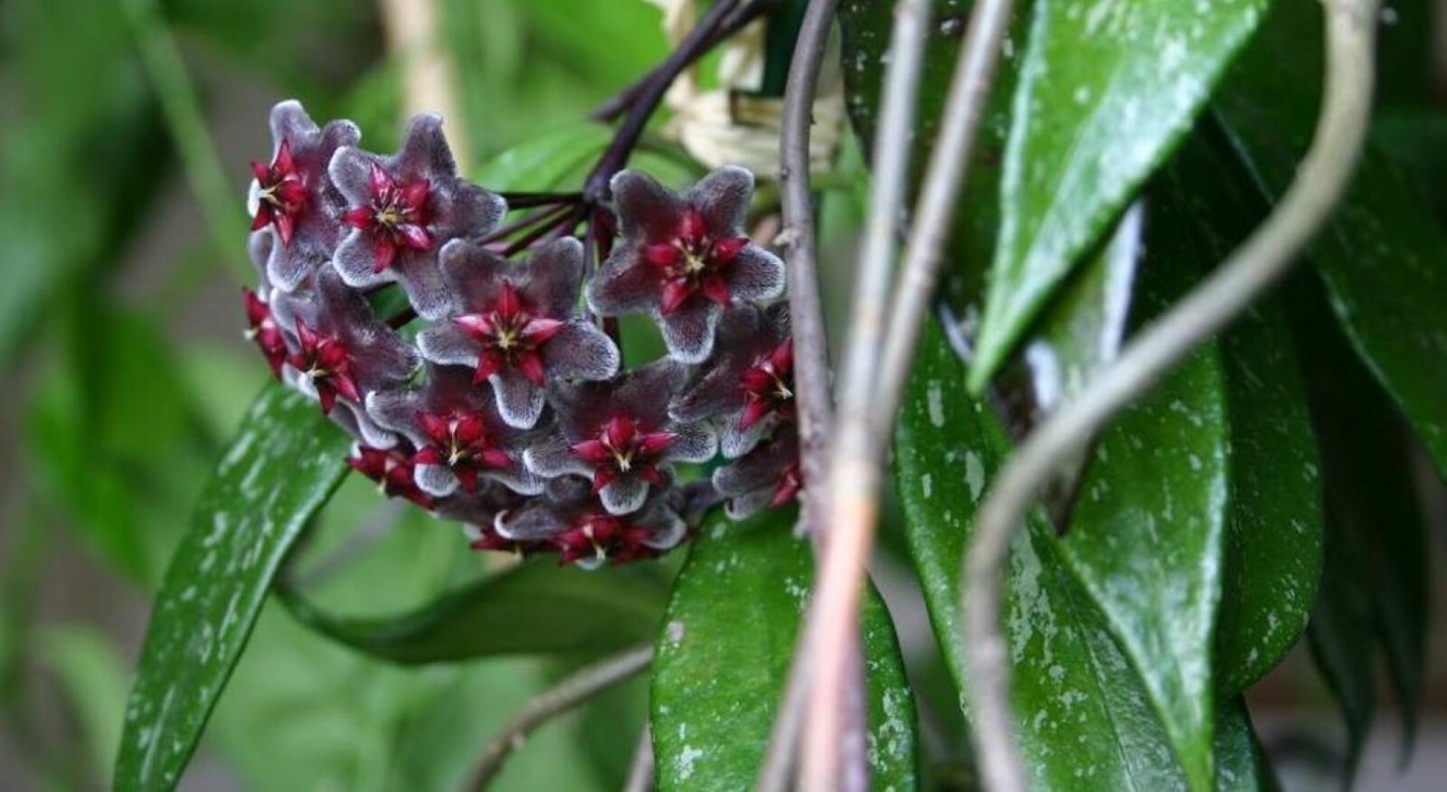 Hoya pubicalyx 1 Year Old plant well rooted, sent in container