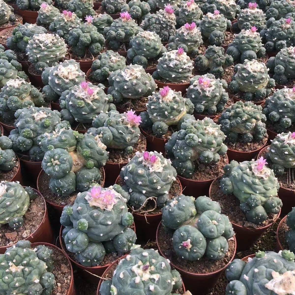 Succulent Cactus Plant Home Garden Decoration Beautiful Cactus Plants 6-8cm
