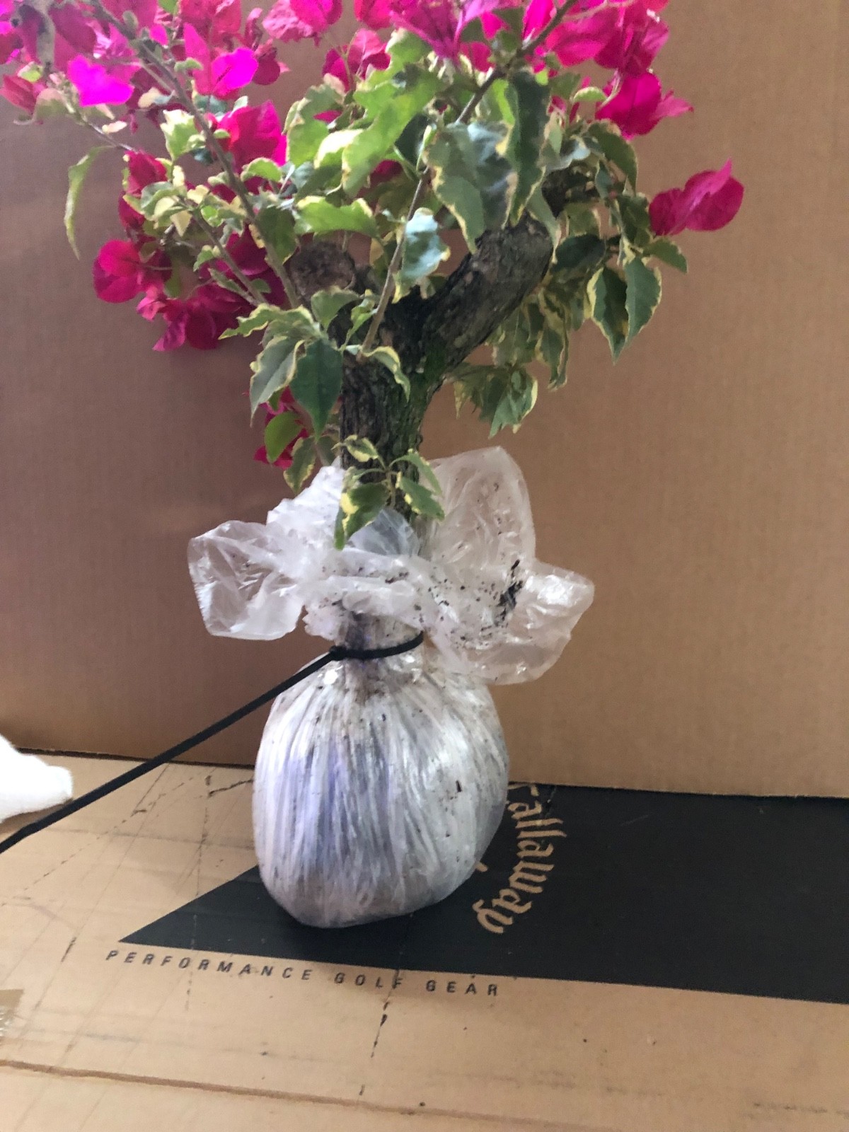 Bonsai Style Pre-bonsai red Bougainvillea Tree 5 years