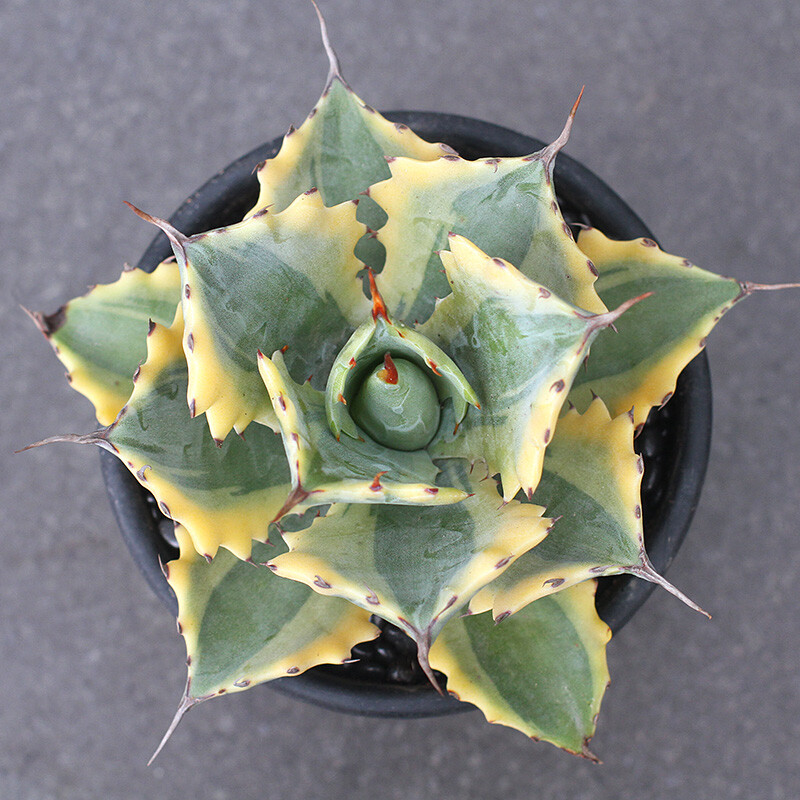 8CM Succulent Agave Plant Agave Parrasana Raiko Nishiki Variegated Home Garden
