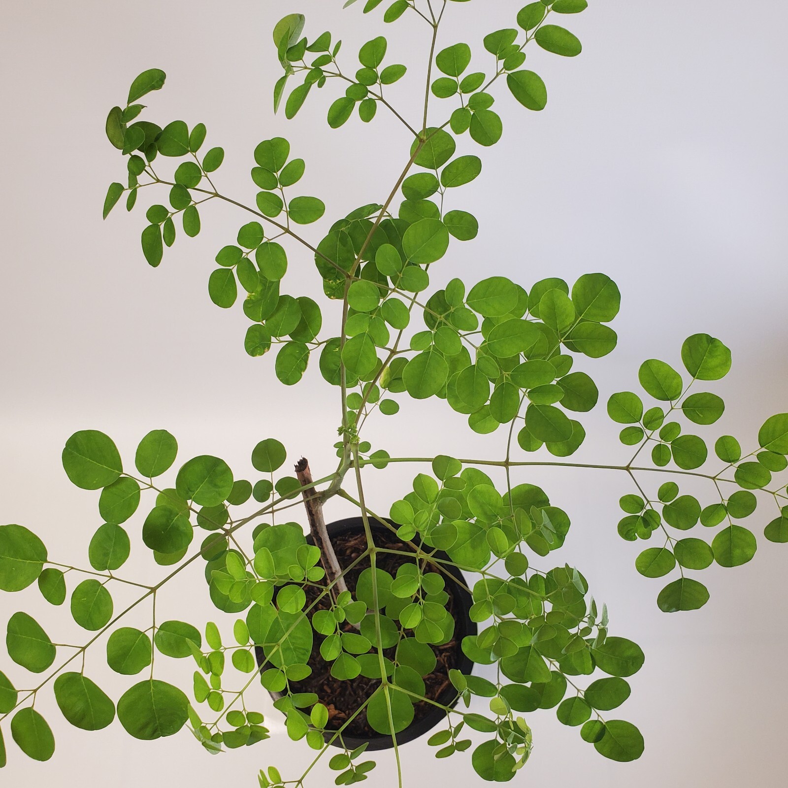 2-3ft Grown Moringa Oleifera Potted Tree 6 Months Old Nutritious Edible Leaves