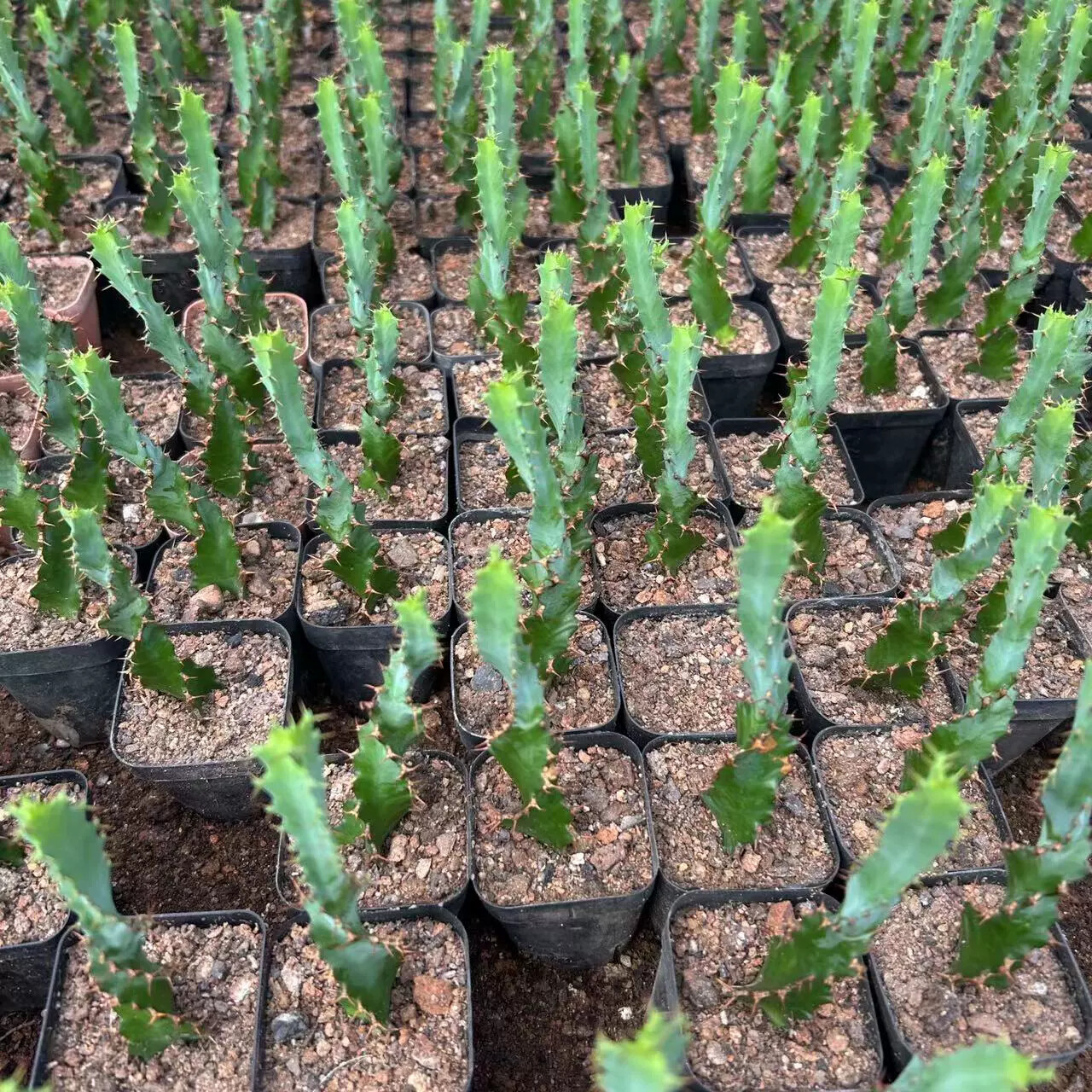 3PCS 8CM Succulent Cactus Plant Euphorbia Groenewdi Cactaceae Home Garden Plant