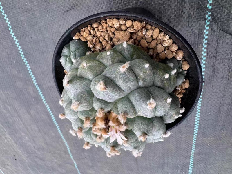 8cm Premium Spiral Stepped LW Own Root