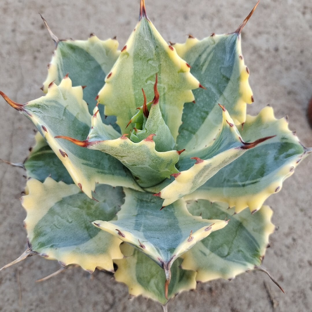 8CM Succulent Agave Plant Agave Parrasana Raiko Nishiki Variegated Home Garden