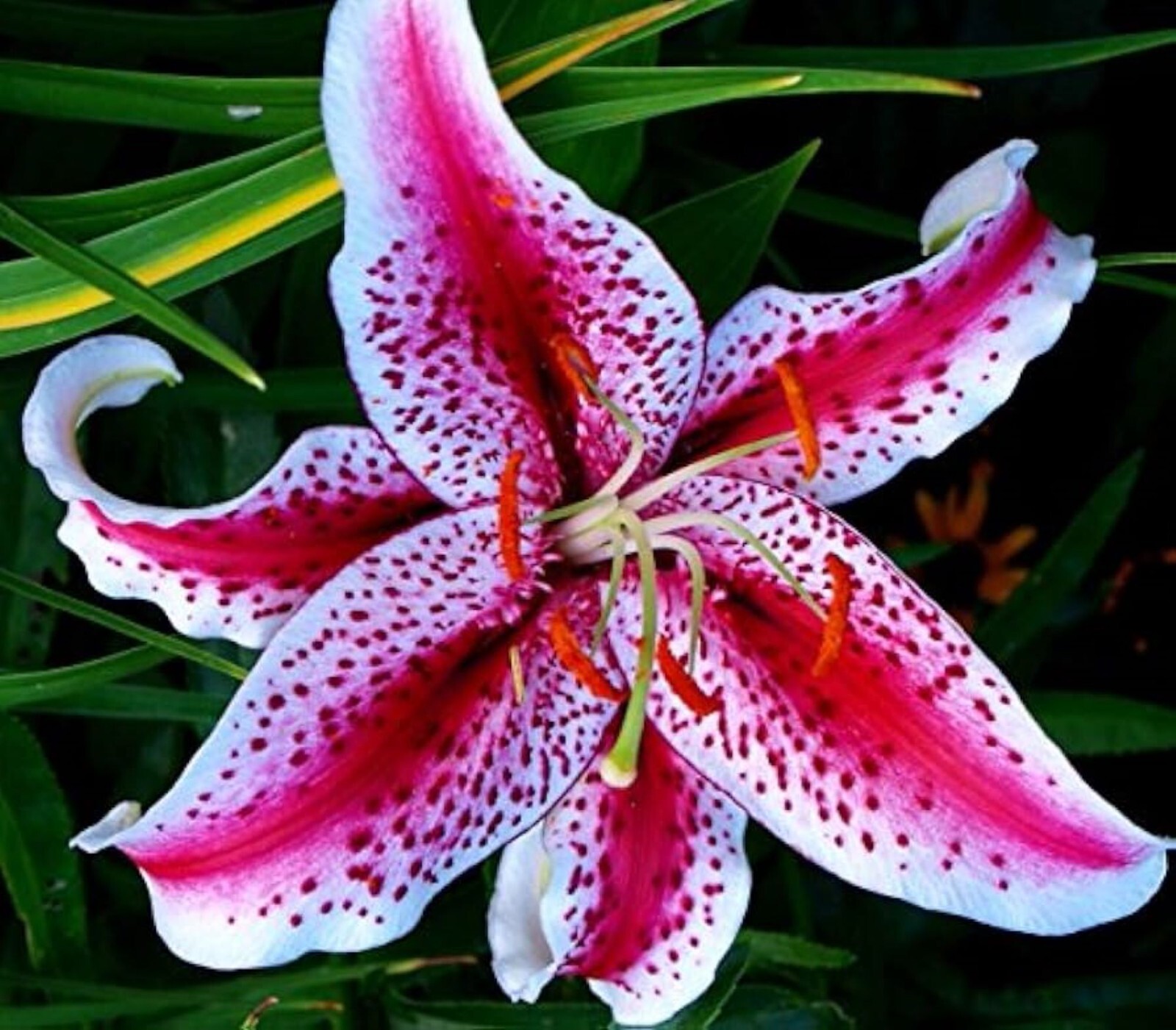 50 Lily Flower Seeds Much Less Money Than Bulbs