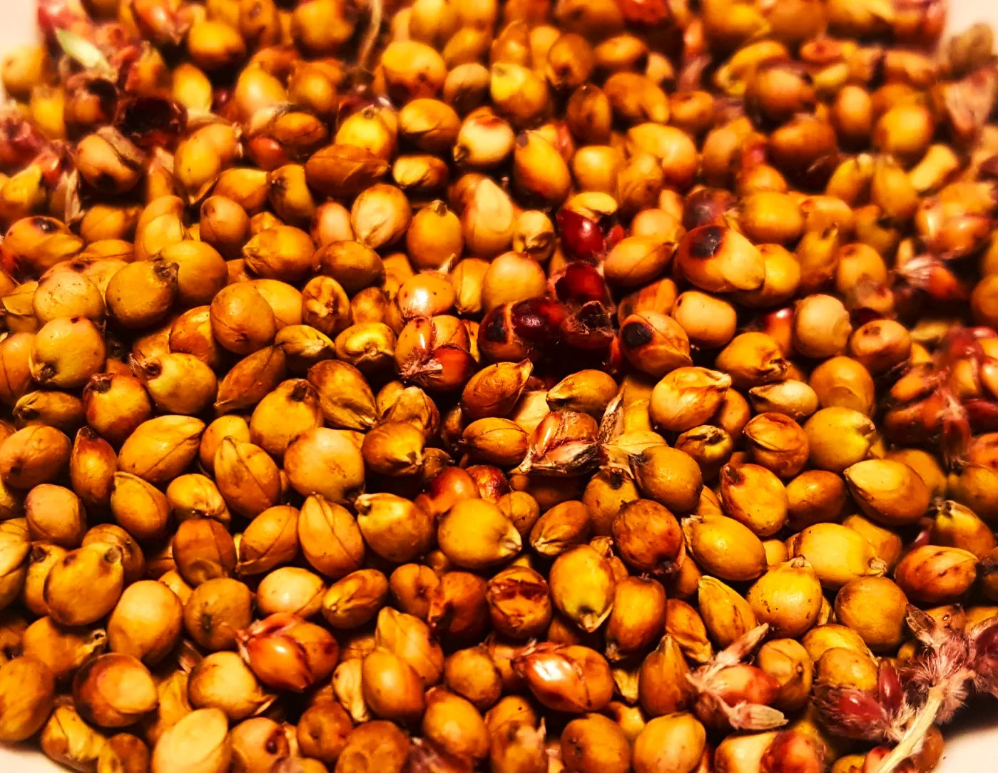 Rox Orange Syrup Cane Sorghum Seeds – For 2026 Planting Sorghum Bicolor Sugar