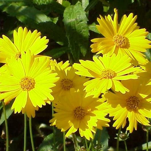Landscaper’s Pack SHADE Mix Wildflowers Annual Perennial Heirloom 5000 Seeds!