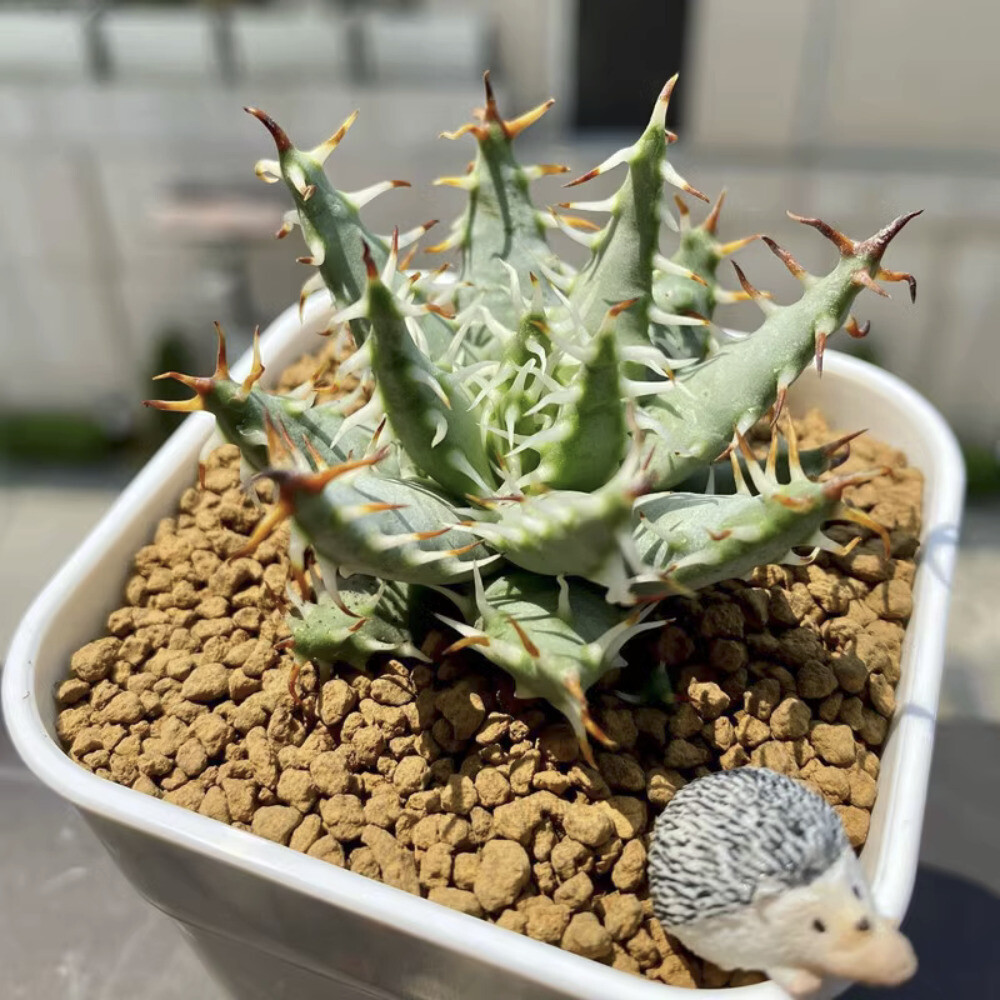 5CM Succulent Aloe Plant Aloe Erinacea Liliaceae Home Garden Beautiful Plant