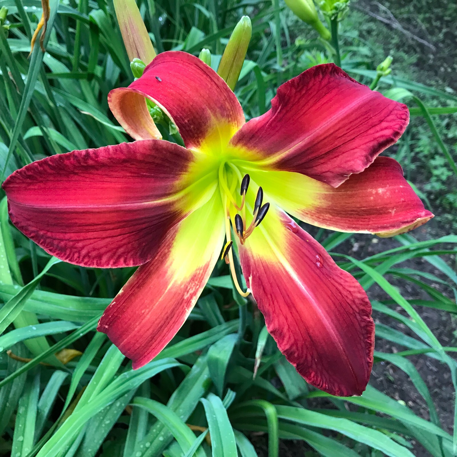 Assorted Daylilies, Mixed Daylilys, perennial’s return every year multiplying