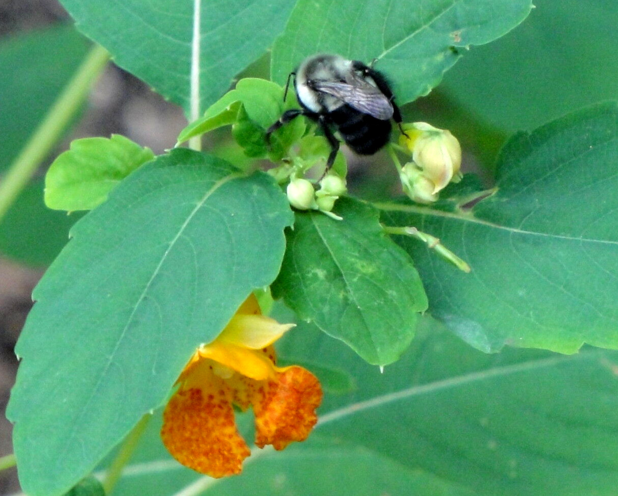 Jewelweed Impatiens Capensis TouchMeNot 40 seeds from 2023 Organic Hummingbirds