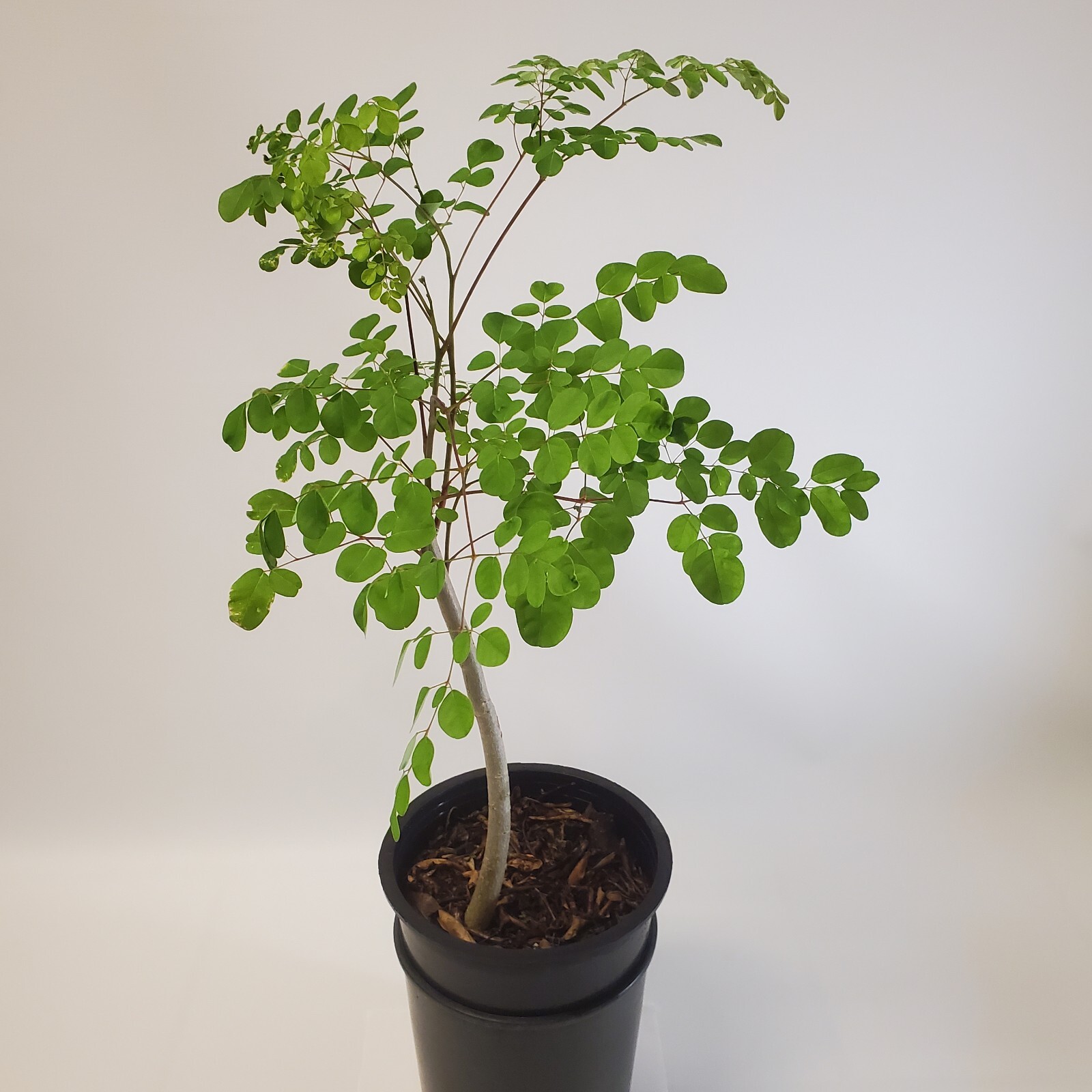 2-3ft Tall Moringa Oleifera Tree Save 6 Months of Grow Time AKA Miracle Tree