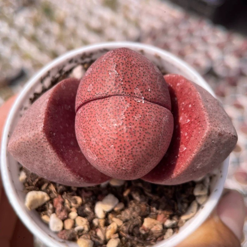 4-5CM Succulent Plant Pleiospilos Nelii Schwantes（Purple）Aizoaceae Home Garden.