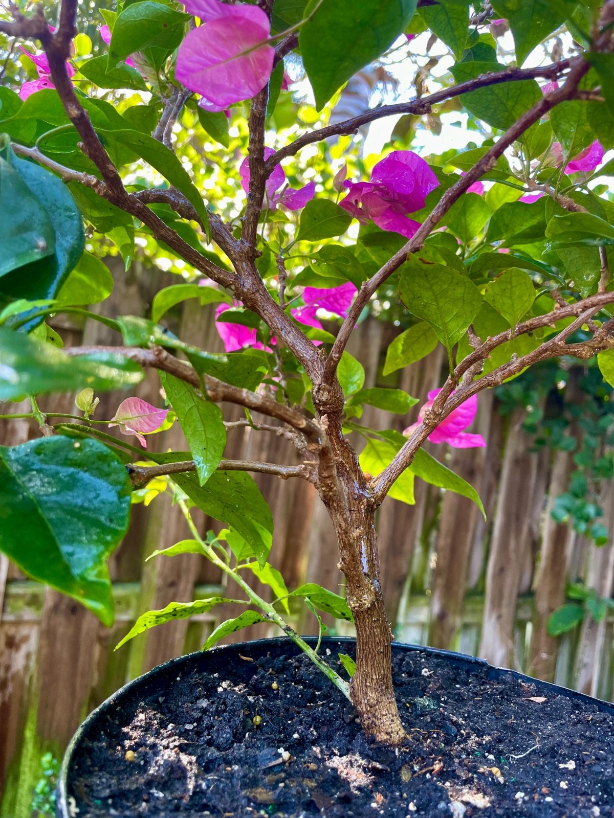 Bonsai Style Pre-bonsai red Bougainvillea Tree 5 years