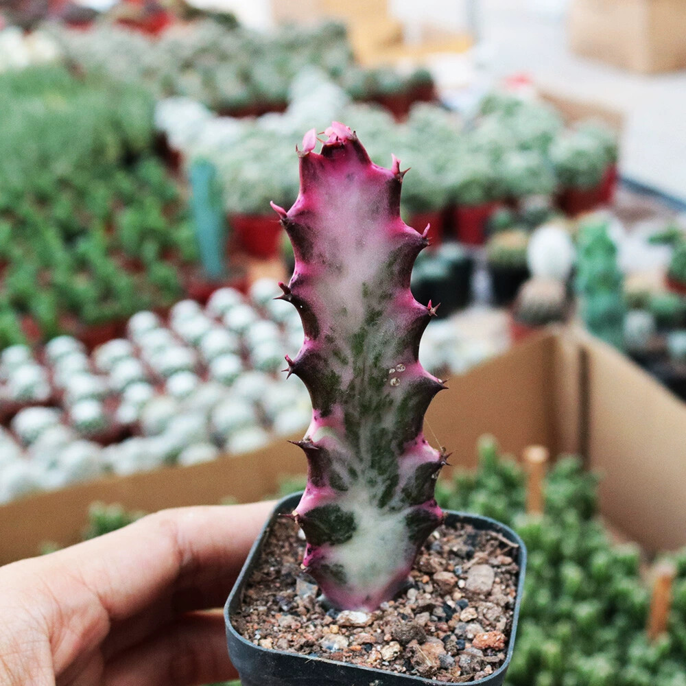 8CM Succulent Cactus Plant Euphorbia Trigona Rubra Red Variegata Cactaceae Plant