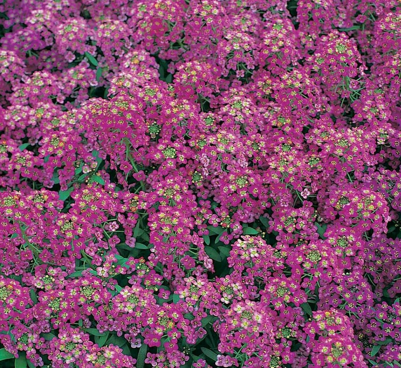 ALYSSUM SEEDS 1500+ ROYAL CARPET purple FLOWER garden ANNUAL bees FREE SHIPPING