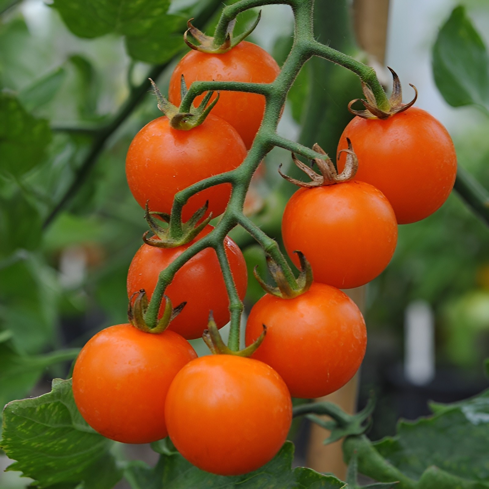Ultimate Cherry Tomato Seed Combo Pack 500 Seeds 10 Varieties – 50 Each Variety