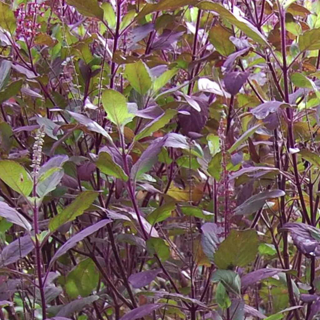 Red Leaf Holy Basil Seeds, NON-GMO, Tulsi, Monk’s Basil, Ayurveda, FREE SHIPPING