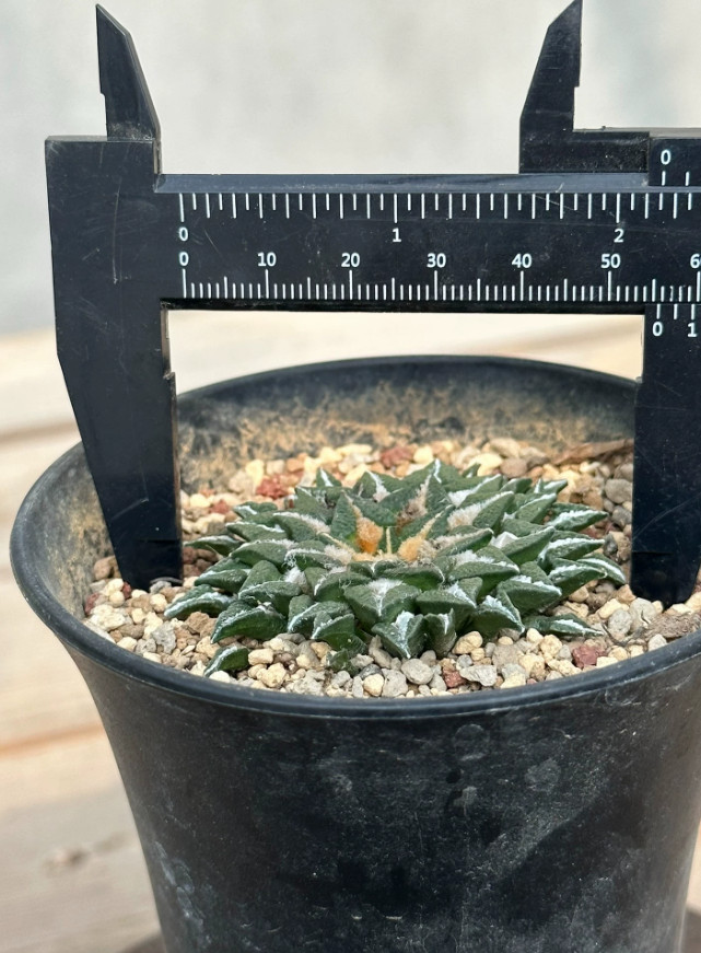 1PCS 5CM Ariocarpus Kotschoubeyanus Seedgrowth SucculentCactus Plant
