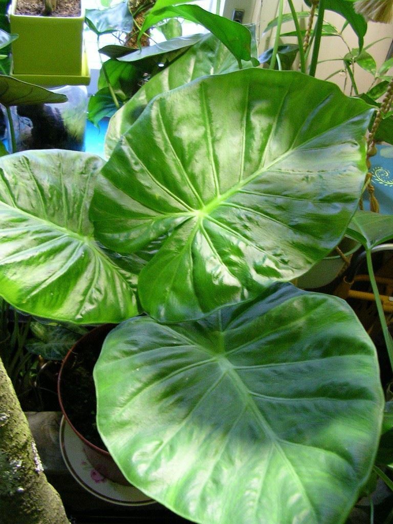 Alocasia – Calidora