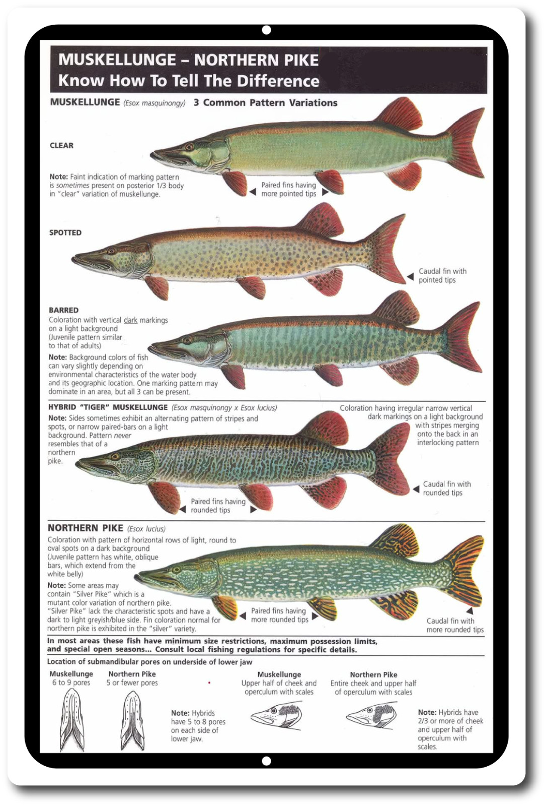 Tin Signs Vintage Style Fishing Art Freshwater Musky Pike Chart Cabin Picture