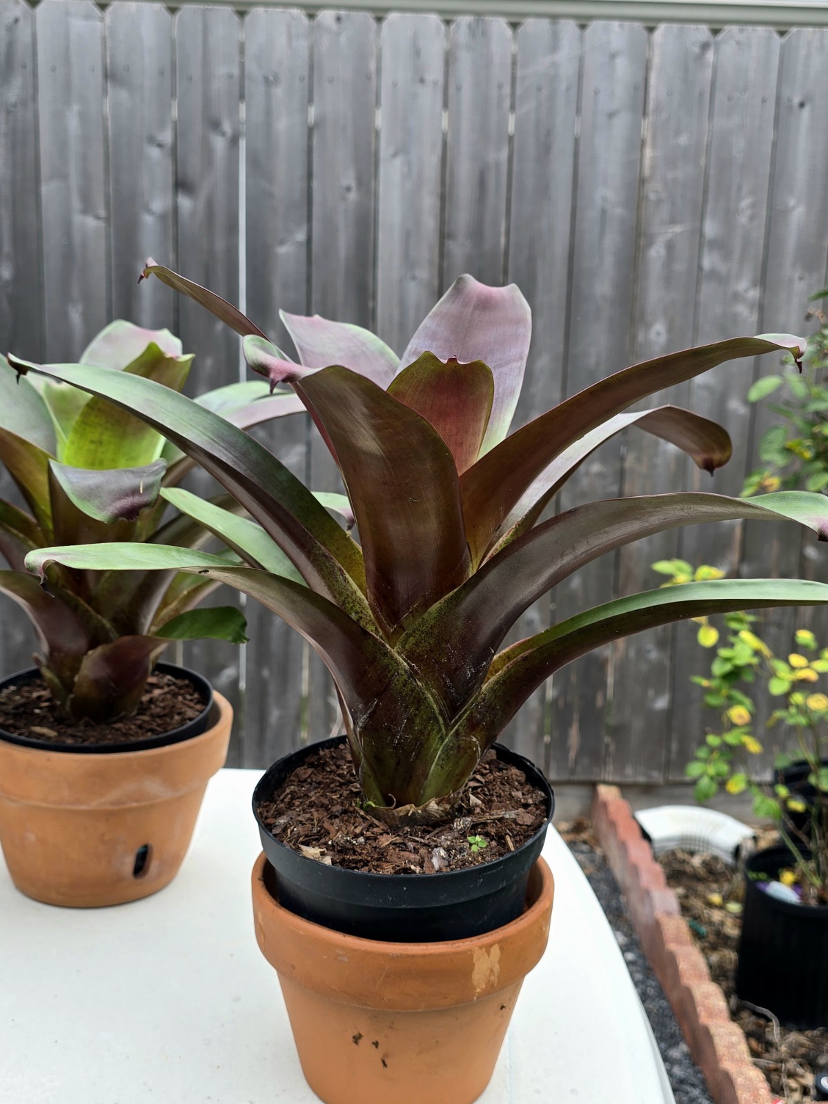 Stunning Alcantarea Imperialis ‘Rubra’ Bromeliad
