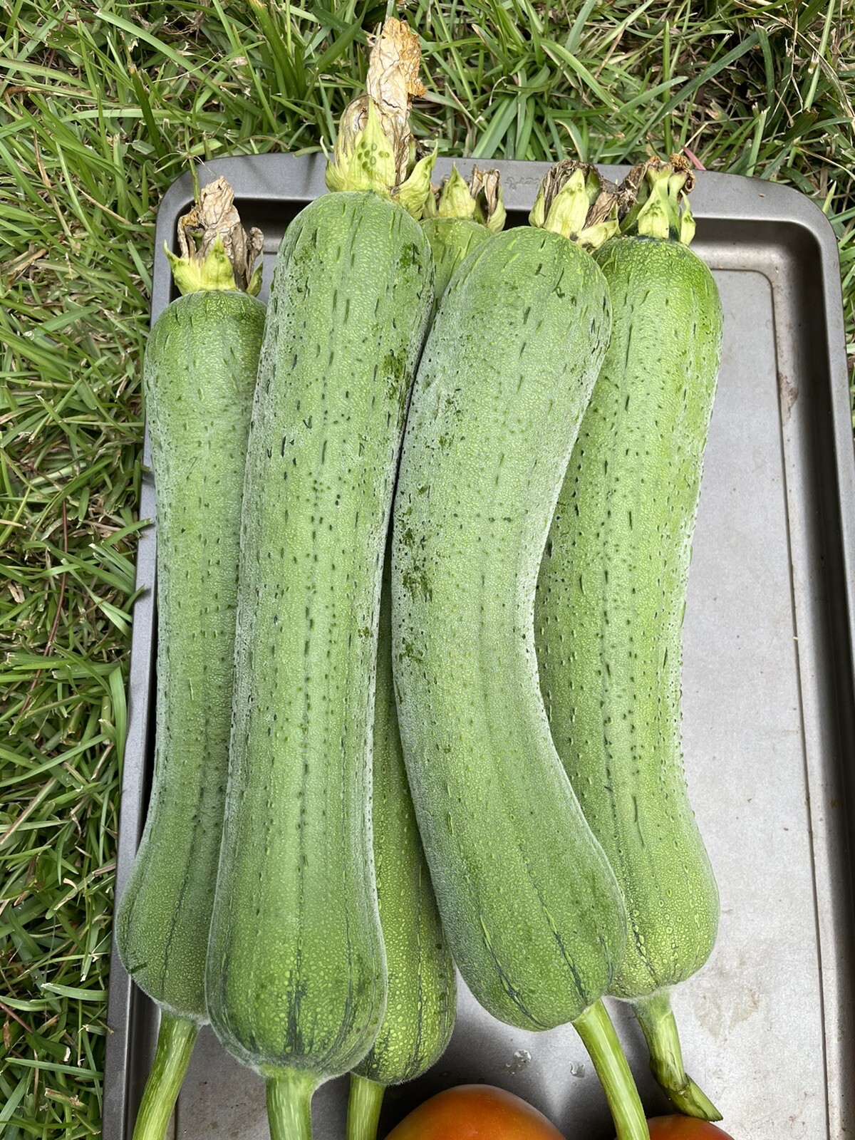 20 Luffa seeds 2023 fall fresh Non-GM Organic 丝瓜 种子