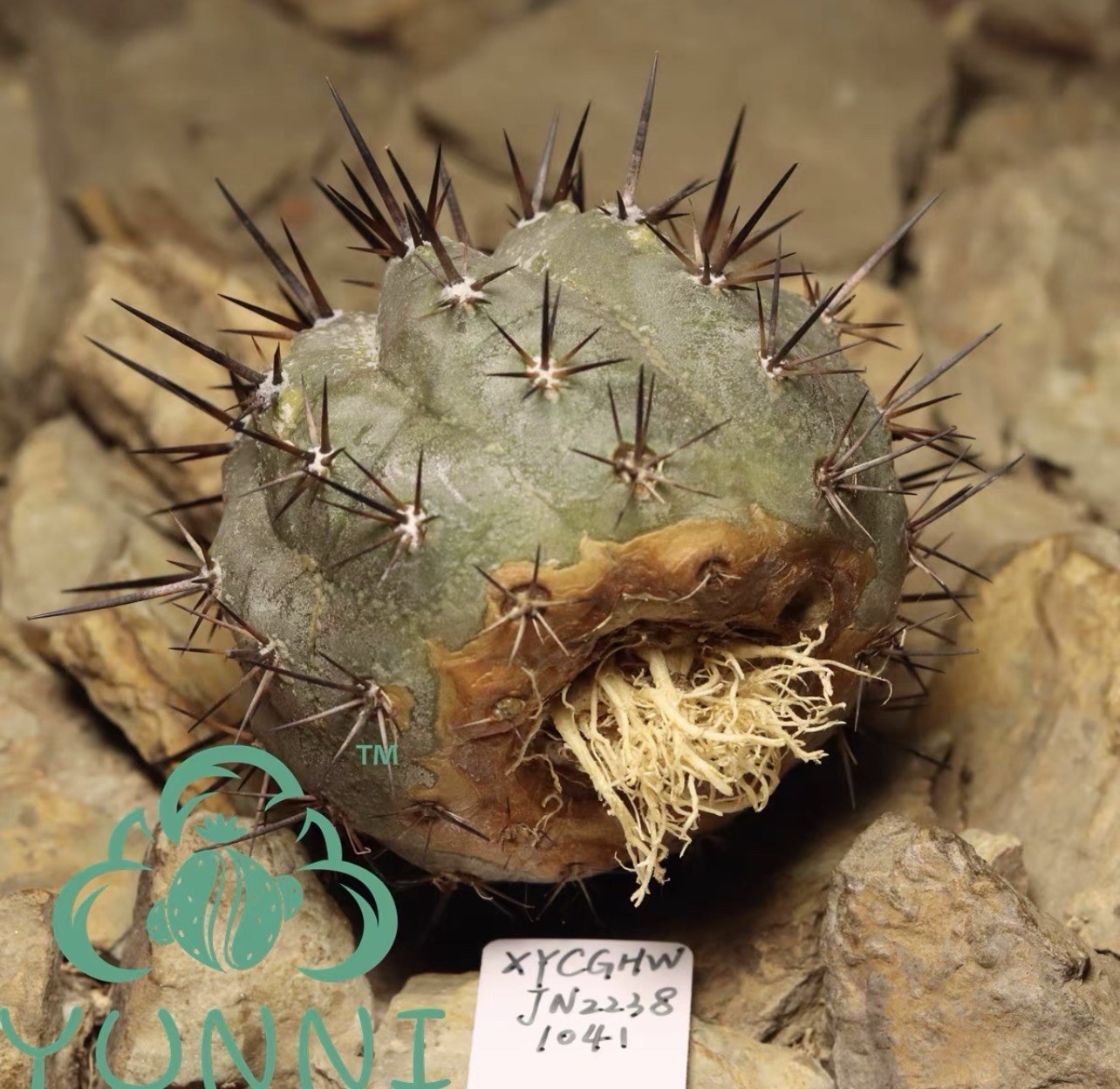 1pc Self‑rooted Copiapoa Black King Ball choose one out of two#924#1041 6cm6.6cm
