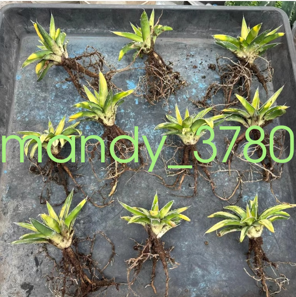 Agave victoriae-reginae var Golden color beautiful succulent 6-8cm