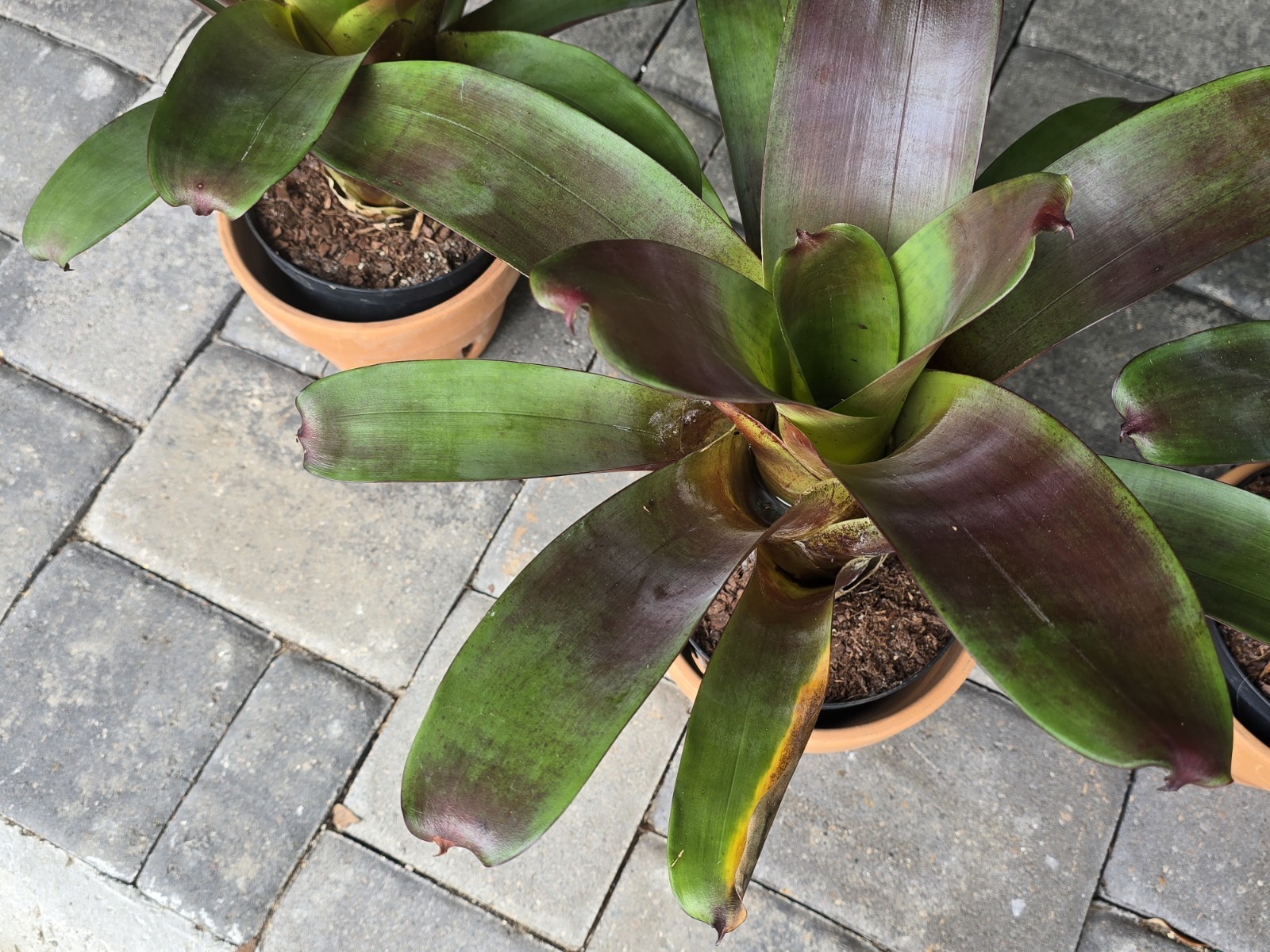 Stunning Alcantarea Imperialis ‘Rubra’ Bromeliad