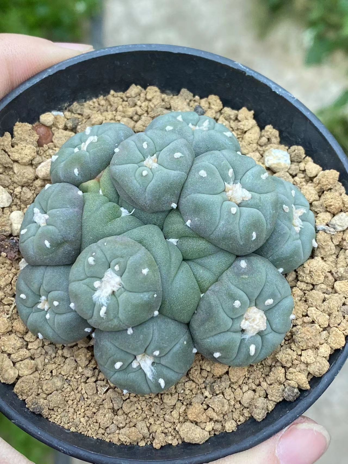 6-8cm cactus Succulent Multiple heads Plant Garden beautiful Plant seedgrowth
