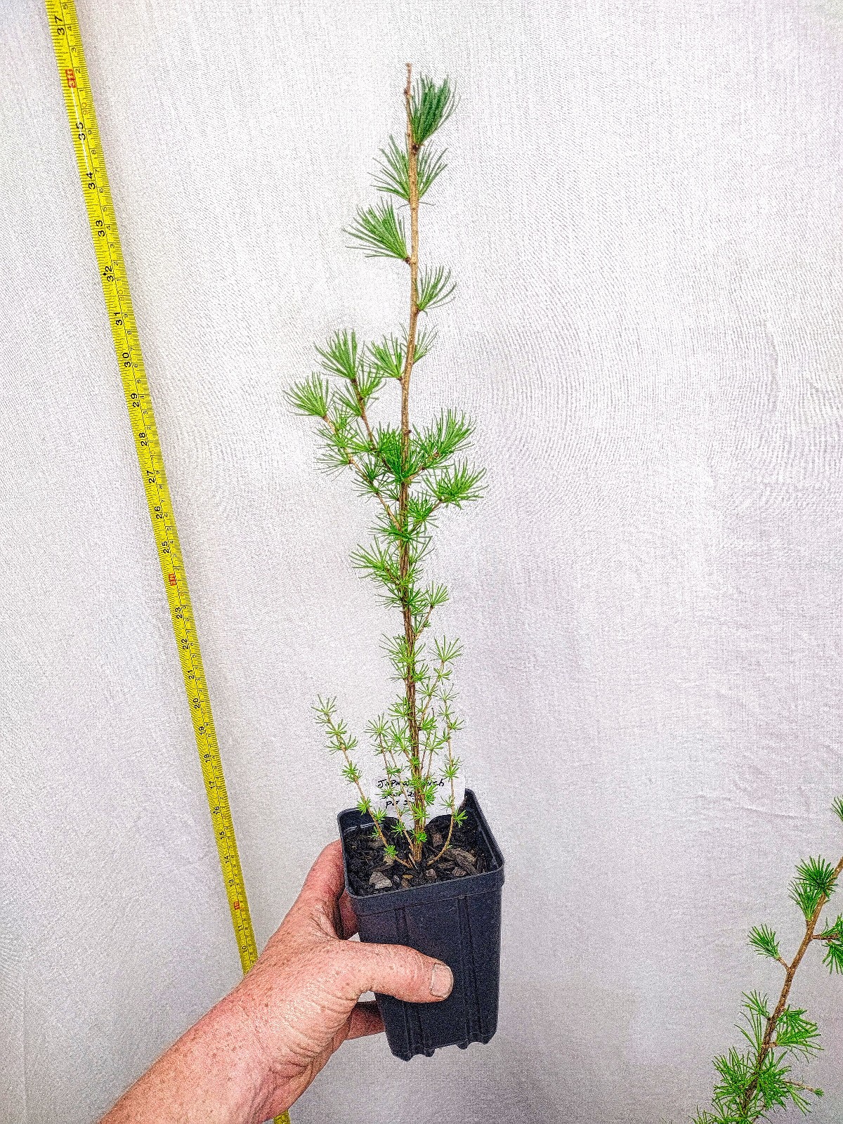 Japanese Larch 1 Year old Potted Tree. Pre Bonsai or Landscape. Larix Kaempferi.