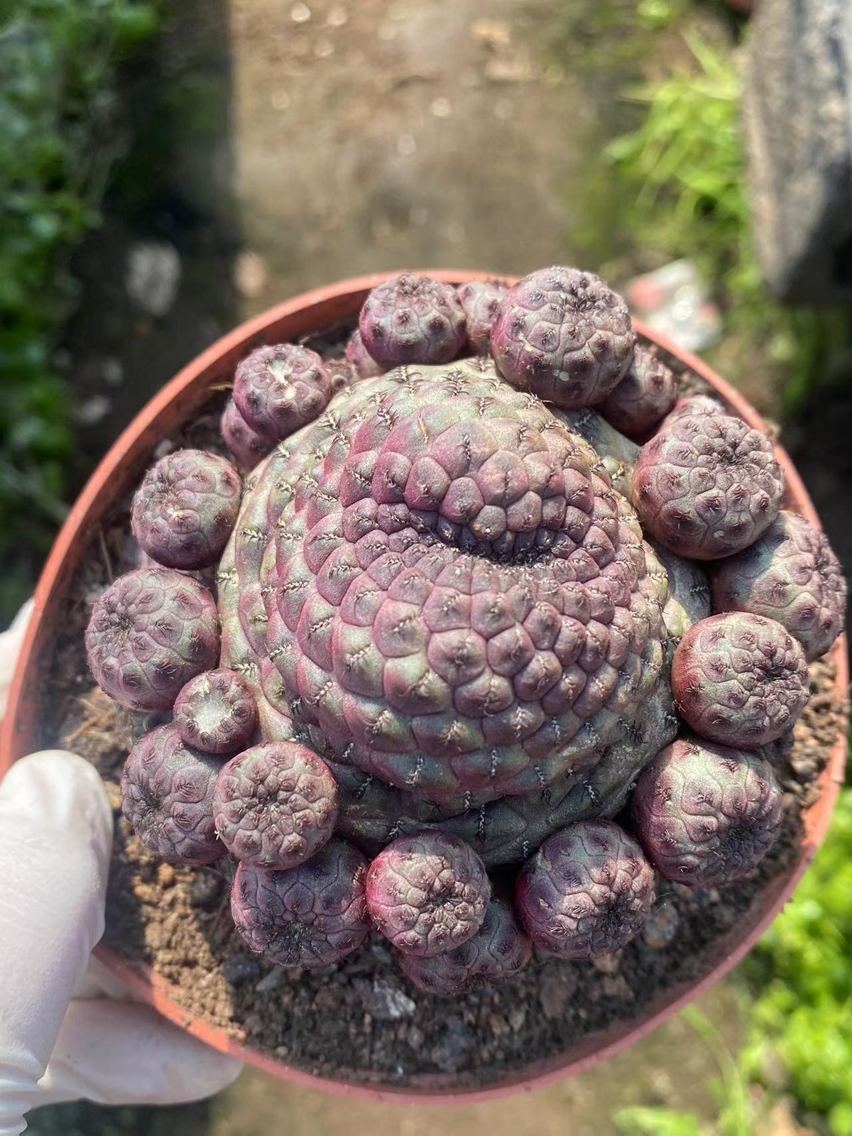 Multi Heads Rebutia rauschii Zecher Succulent Plant Garden Décor Boutique 6-8CM