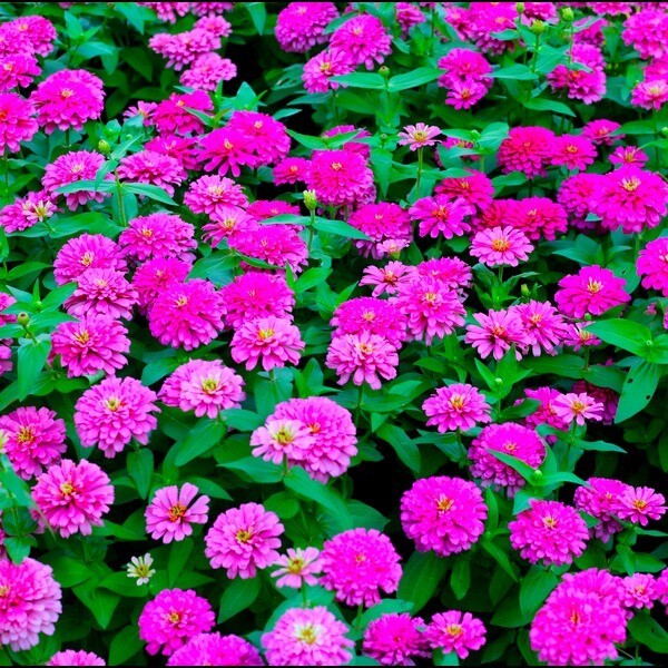 100 LAVENDER ZINNIA SEEDS | 2026 SALE FREE SHIPPING NON GMO HEIRLOOM