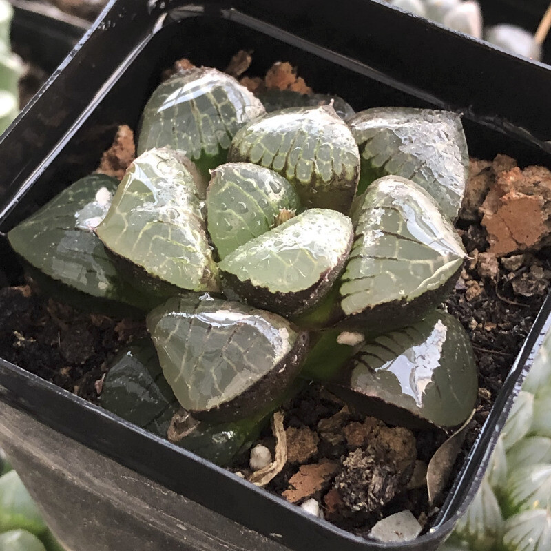 5CM Succulent Plant Haworthia Comptioniana Sun Moon Lake Liliaceae Home Garden