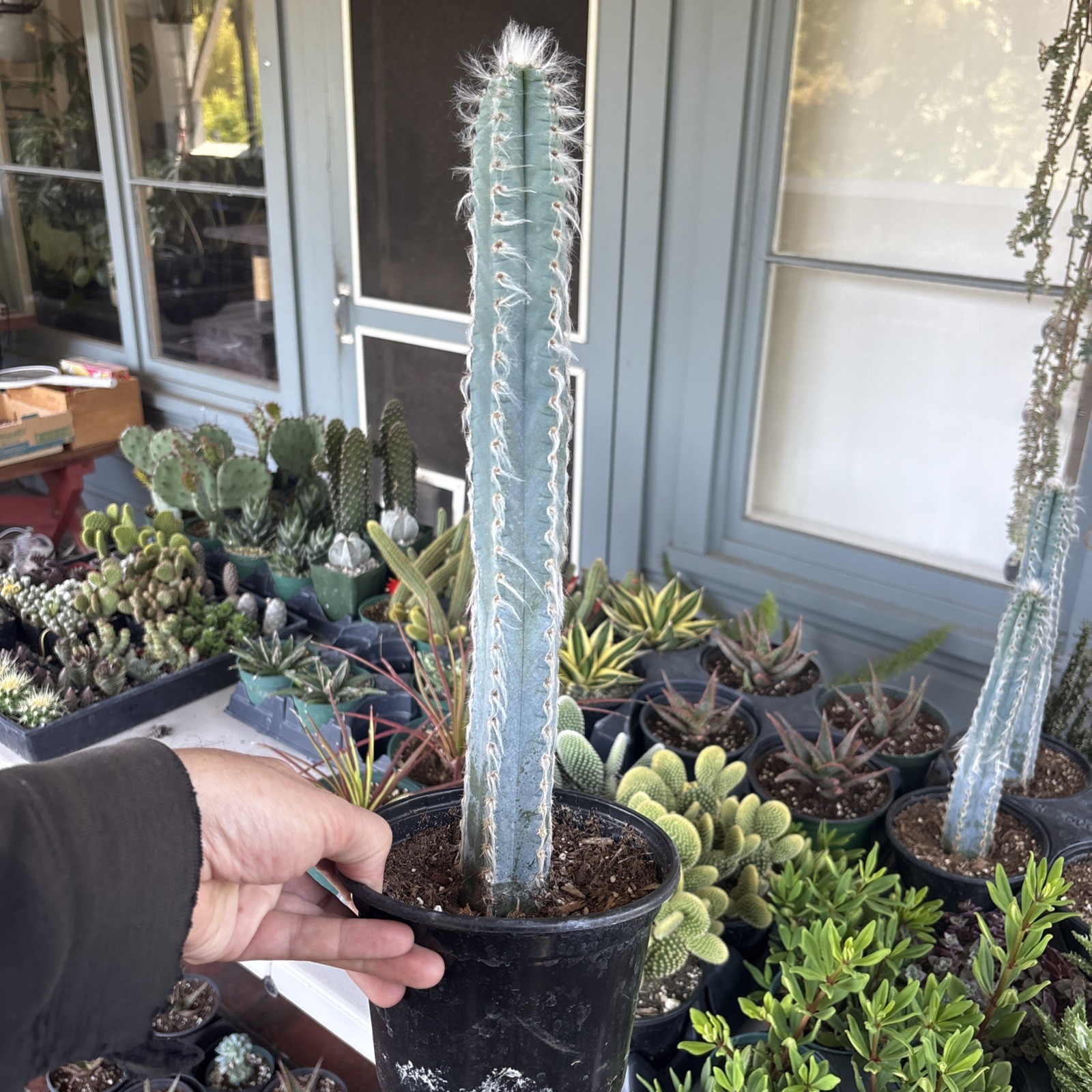 Pilosocereus Pachycladus F. Ritter ( Large 14 in )
