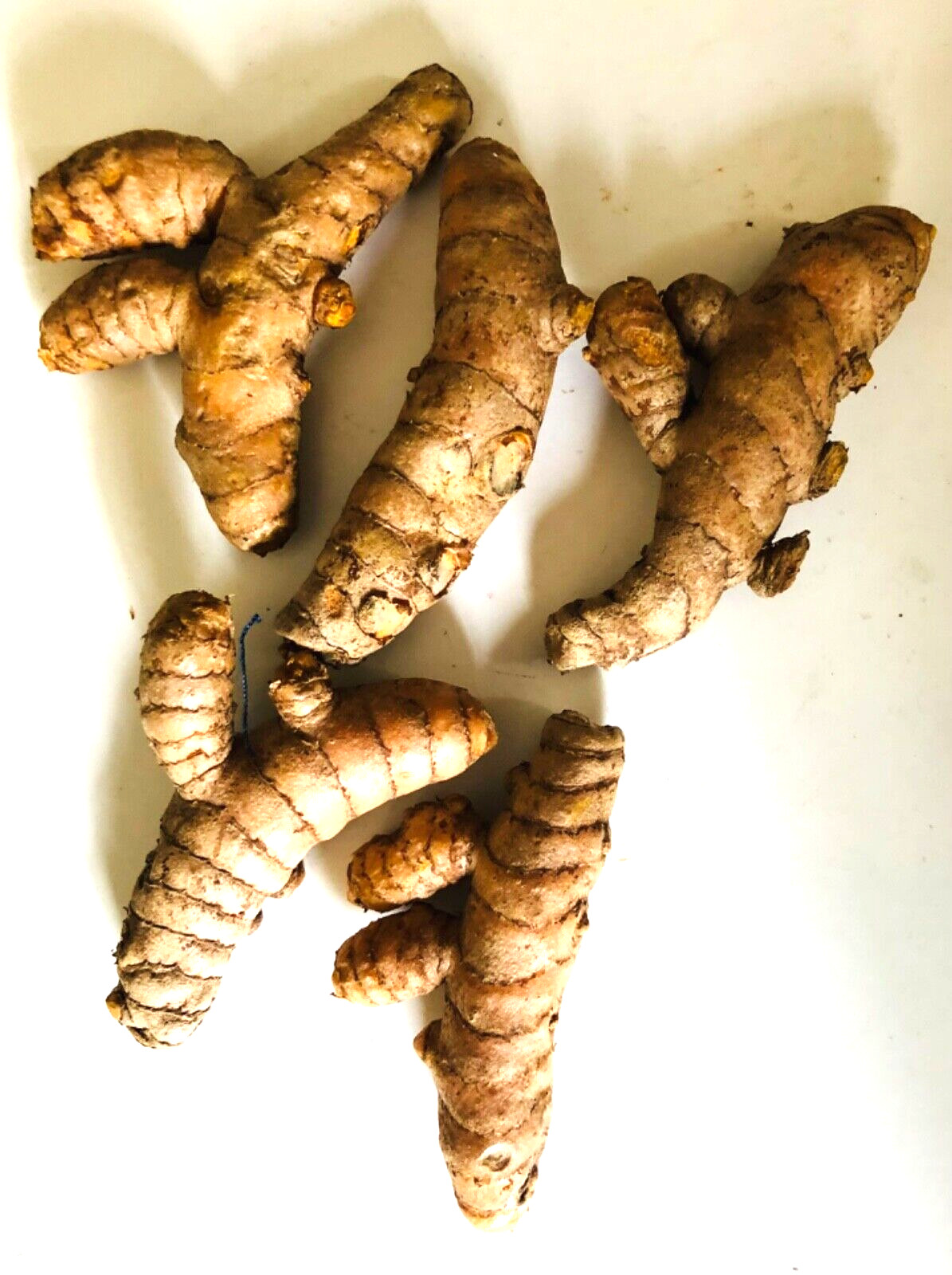 10PCS TUMERIC ROOTS FOR PLANT-CURCUMA LONGA-ARTHRITIS PAIN,MAKE TEA,COOKING
