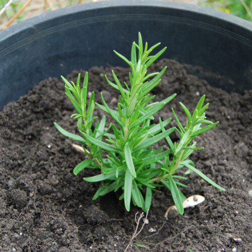 Rosemary Seeds | 25 Seeds | Heirloom – Non-GMO | Free Shipping | Herb Seeds 1163